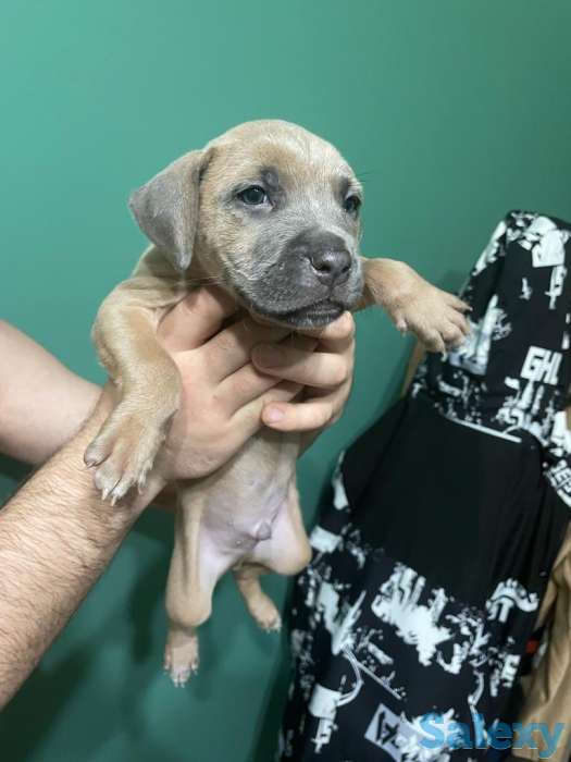 Стаффордширский терьер (стаффорд), фотография 2