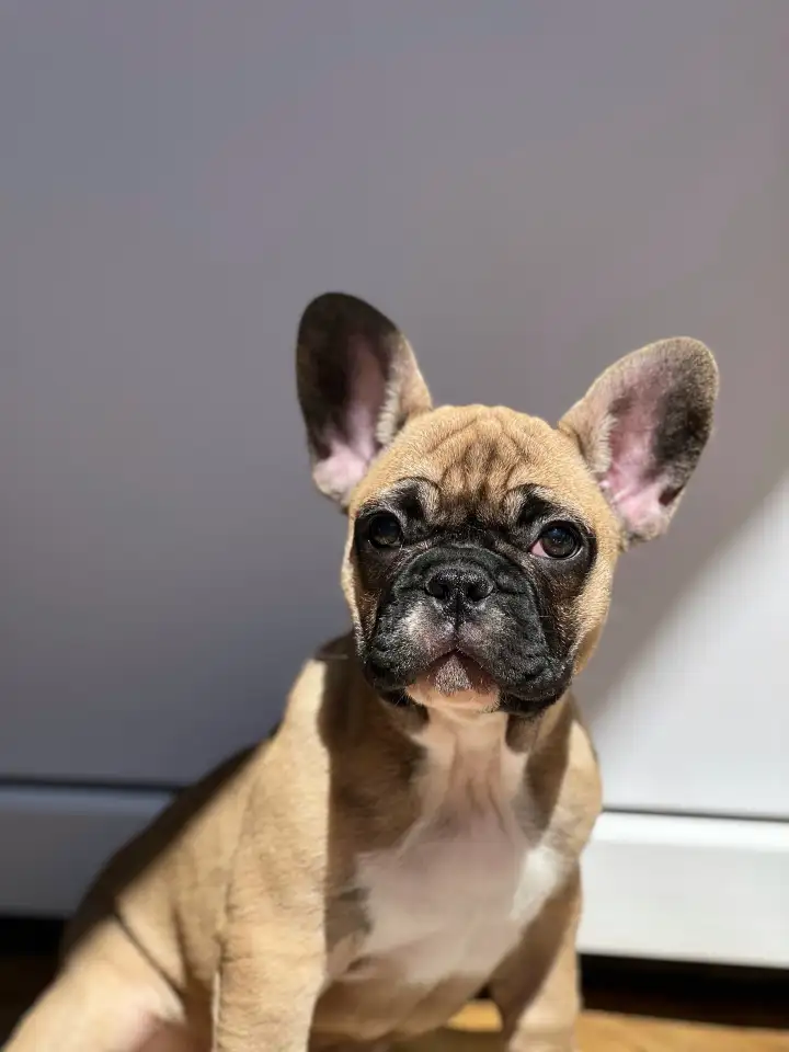 Французский бульдог, девочка, фотография 1