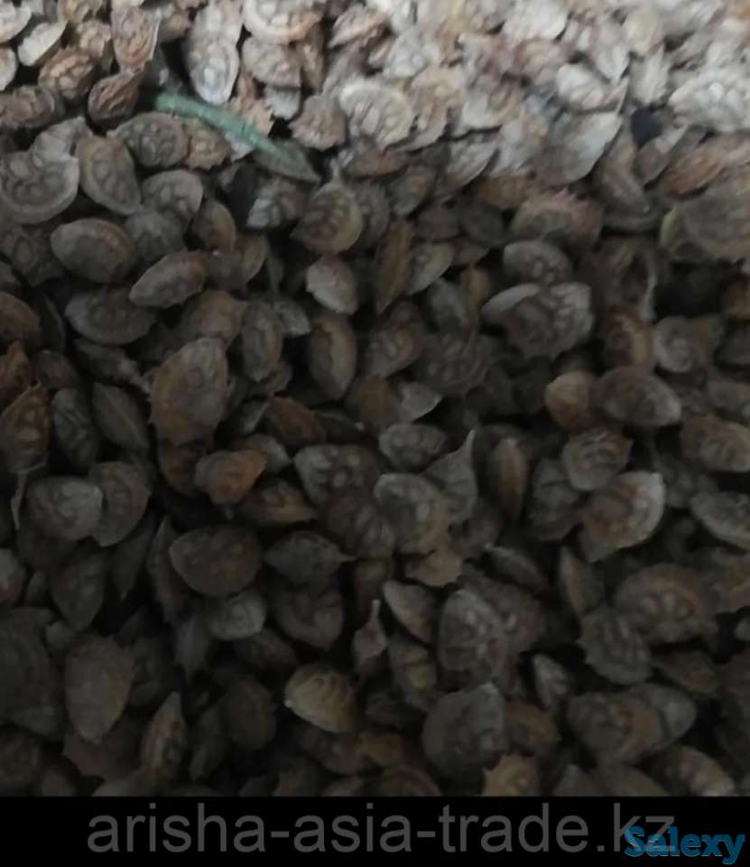 Семена Эспарцет сорта 