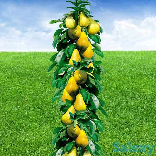 Саженец груши колоновидной 