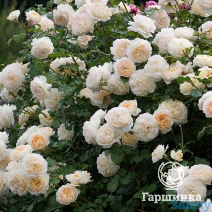 Роза жардин де лессон, дельбар, фотография 1