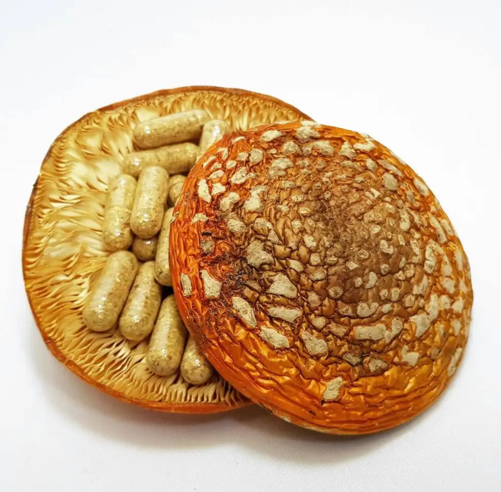 Fungopoles, фотография 3