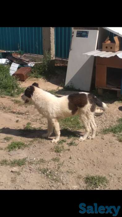 Продам собаку, фотография 1