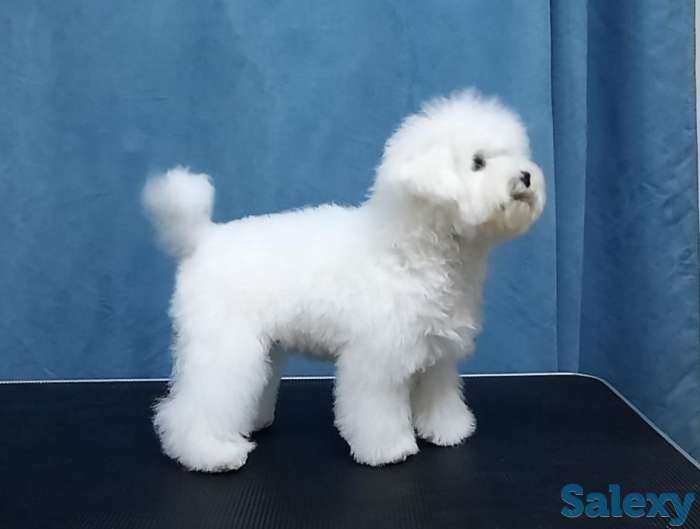 Бишон Фризе., фотография 3