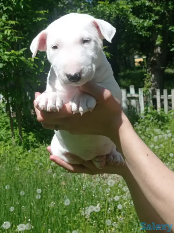 Миниатюрный бультерьер, фотография 17