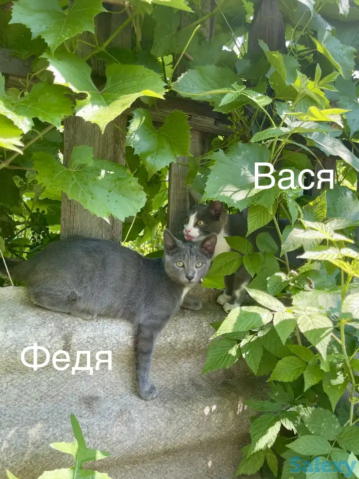Отдам котят в добрые руки, фотография 8