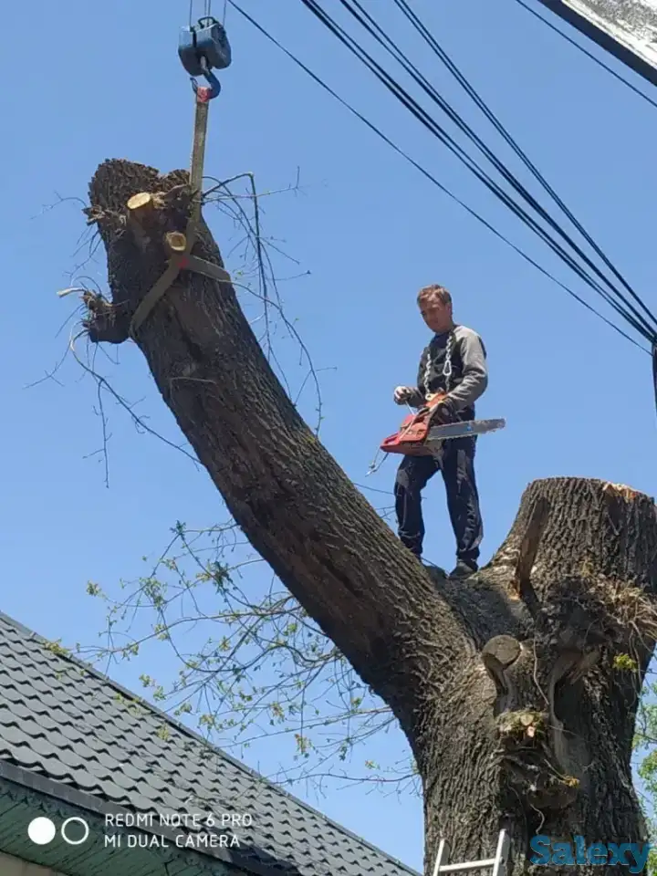 Спил деревьев по городу Алматы и Алматинской области, фотография 2