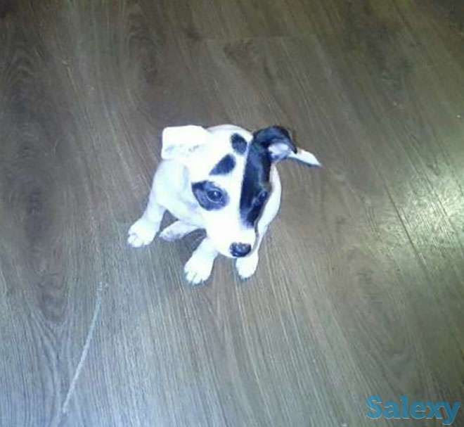 Срочно, щенок джек рассел терьера, с документами!, фотография 1