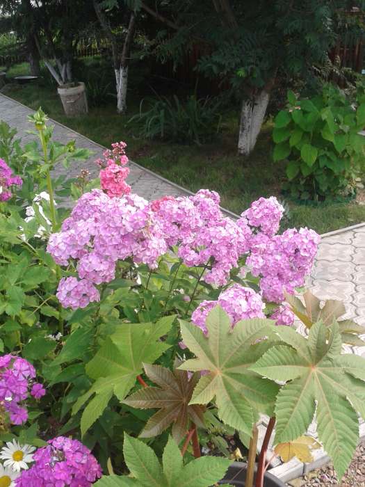 продам дачу, общество Восток оз. Пёстрое, фотография 6