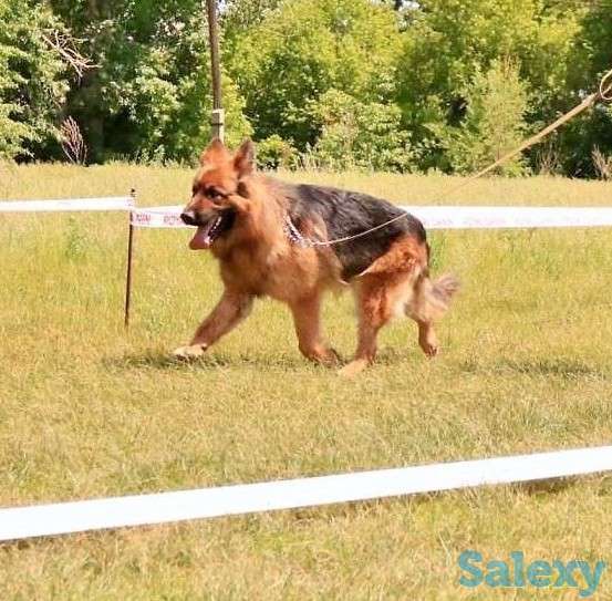 Кобель для вязки, фотография 2