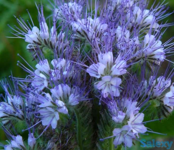 Семена фацелии пижмолистной - 