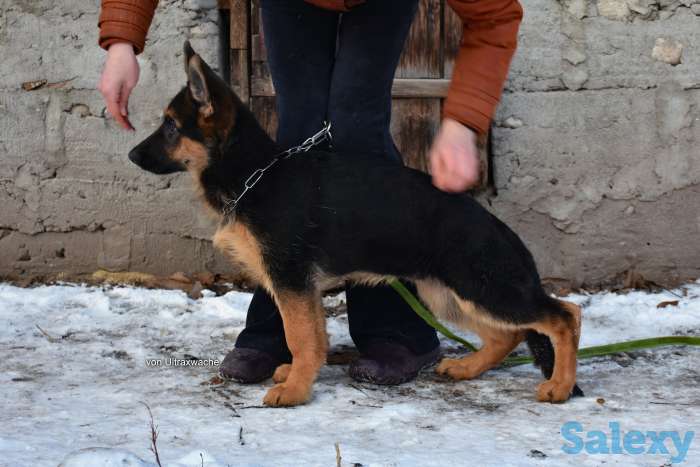 Щенки от Титулованных родителей, фотография 5