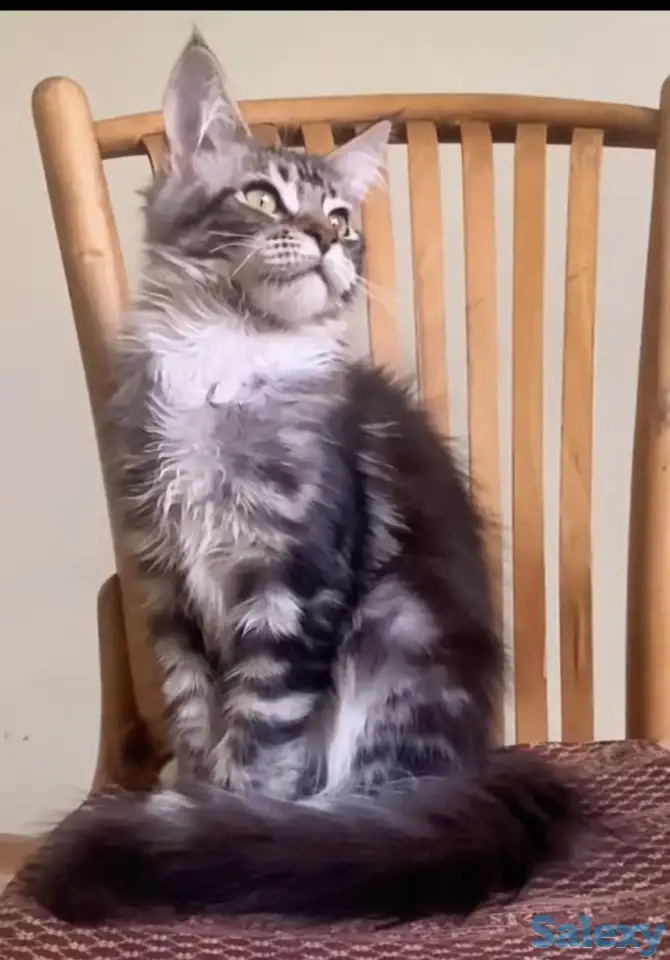 Котята мейн кун из питомника, фотография 1