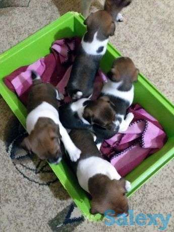 Щенки джек Рассел терьера по брони дешевле, фотография 1