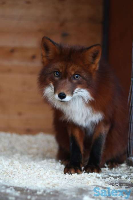 Домашние лисята, лисы, фотография 5
