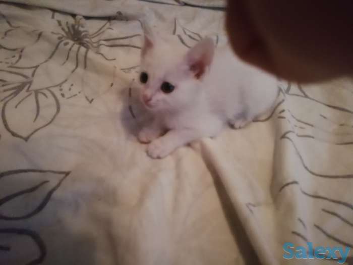 Отдам котят, фотография 4