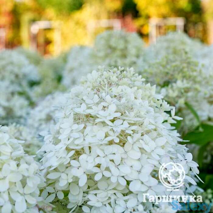 Гортензия роял фловер, фотография 1