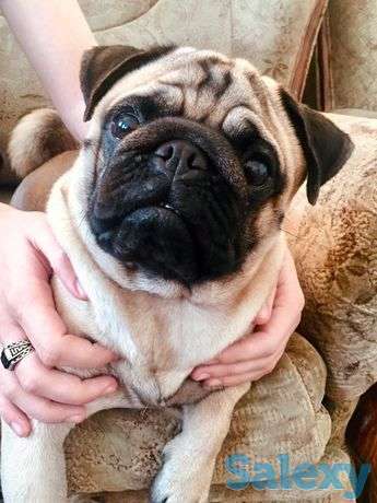 Мопсик, фотография 1