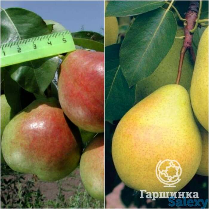 Груша 2 в 1: чижовская/северянка краснощёкая, фотография 1