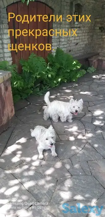 Чудесных щенков, фотография 1