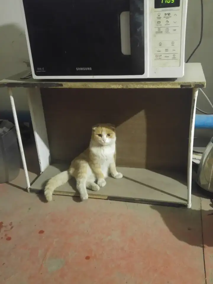 в добрые руки, фотография 2