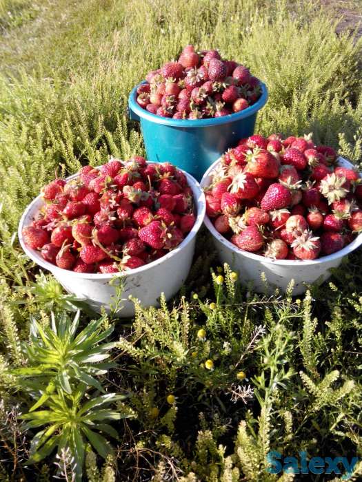 Дом, с.Сосновый Бор Клановая 16, фотография 6