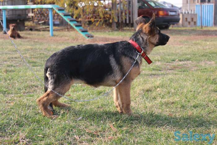 Щенки немецкой овчарки, фотография 8