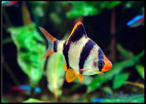 Барбус суматранский. своего разведения, фотография 1