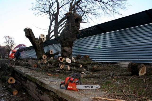 Спил деревьев дешево! , фотография 2