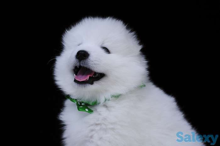 Продам щенков самоеда, фотография 1