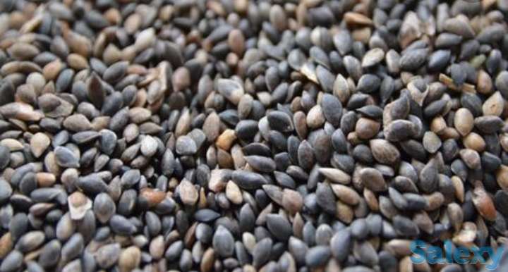 Семена сосны 