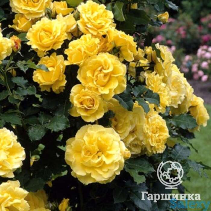 Роза оллголд  флорибунда, топалович, фотография 1