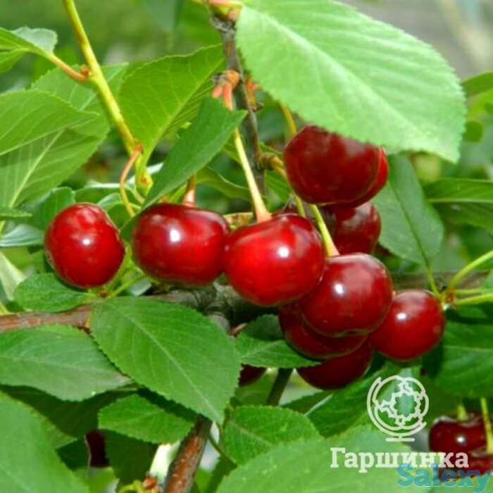 Вишня кубенская, фотография 1