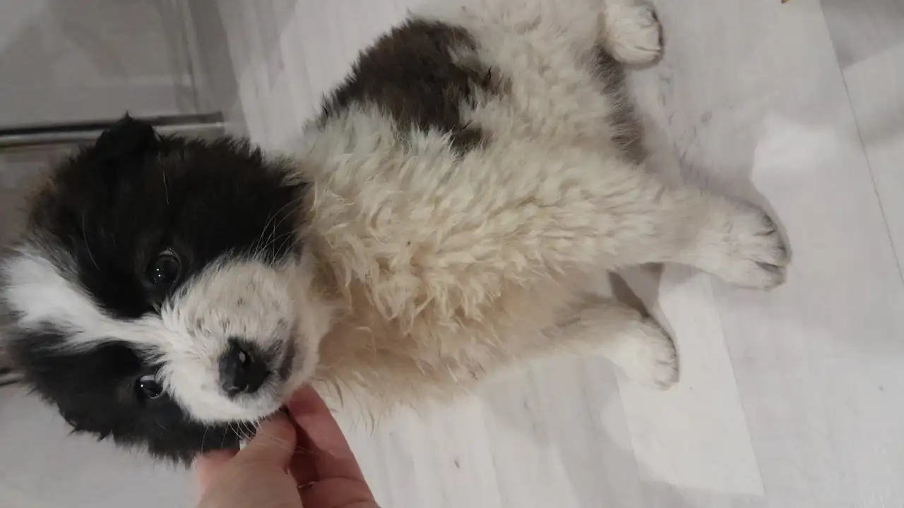 Дарю щенят!, фотография 1