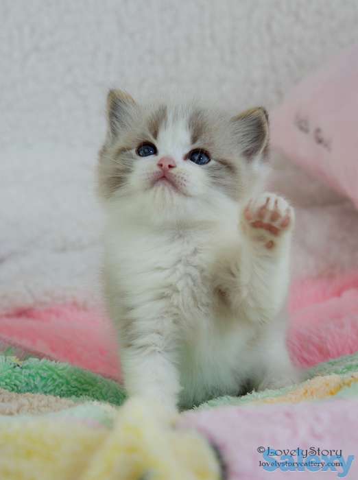 Великолепные котята породы Рэгдолл, фотография 8