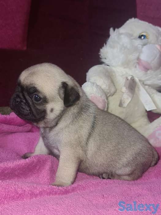 продам щенка мопса, фотография 3