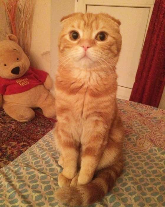 Продам шотландских котят, раннее бронирование , фотография 7