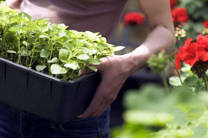 озеленение цветами, фотография 4