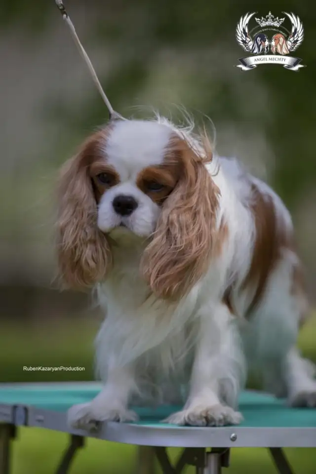 Профессиональный питомник ANGEL MECHTY., фотография 10