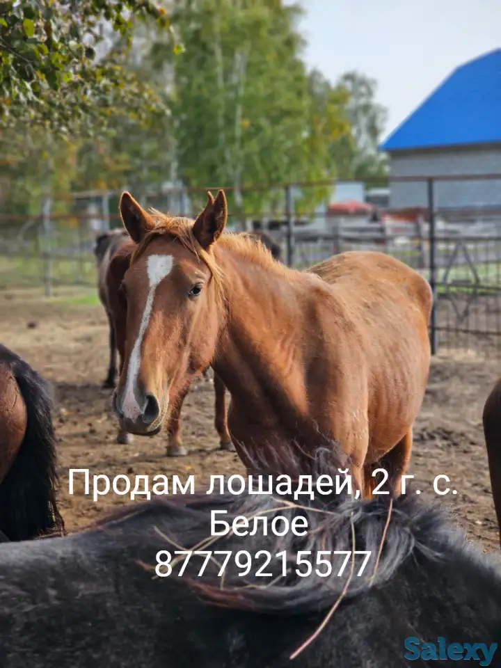 Продам лошадей, фотография 1