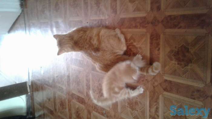 Шотландская кошечка ждёт вас, фотография 3