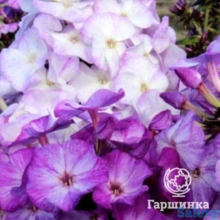 Флокс метельчатый фрикли блу шейдес, фотография 1