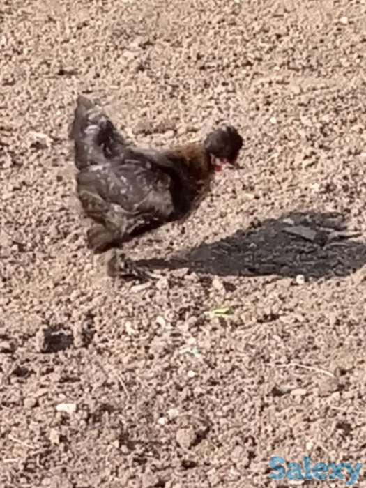 Карликовые куры Бентамки, фотография 3