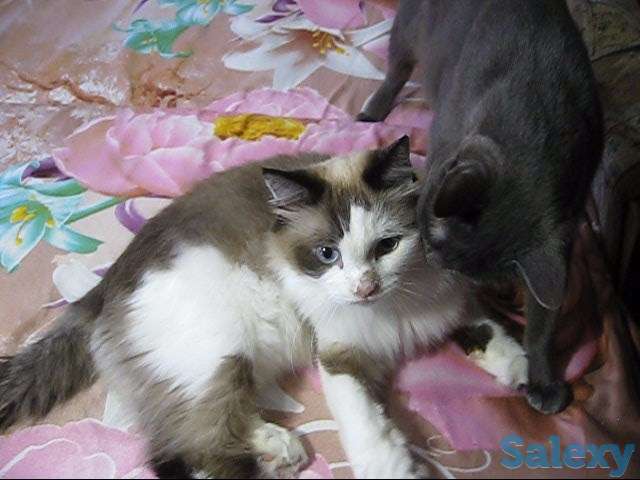 !!! Нужно спасать котов !!!, фотография 8