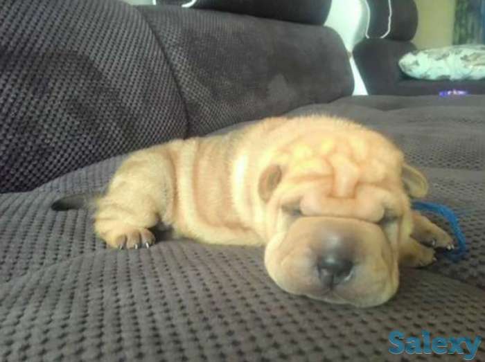 Продам щенков шарпея., фотография 1