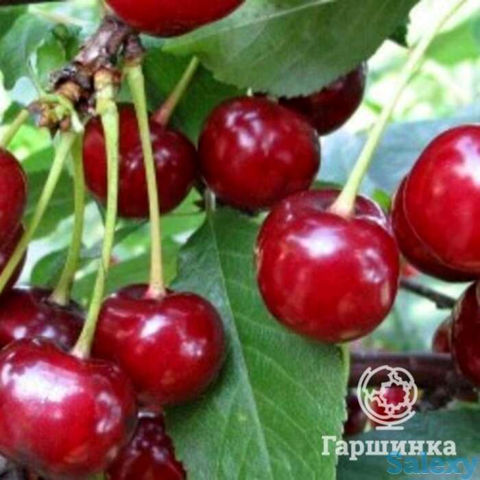 Вишня фея, фотография 1