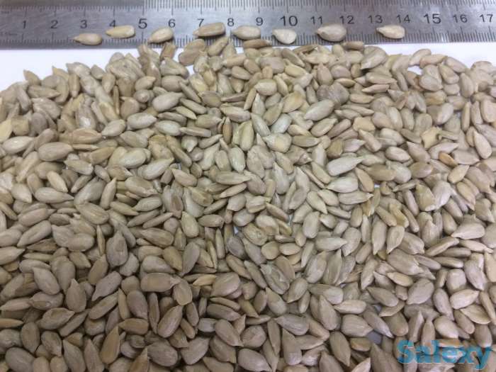 Ядро подсолнечника, фотография 1