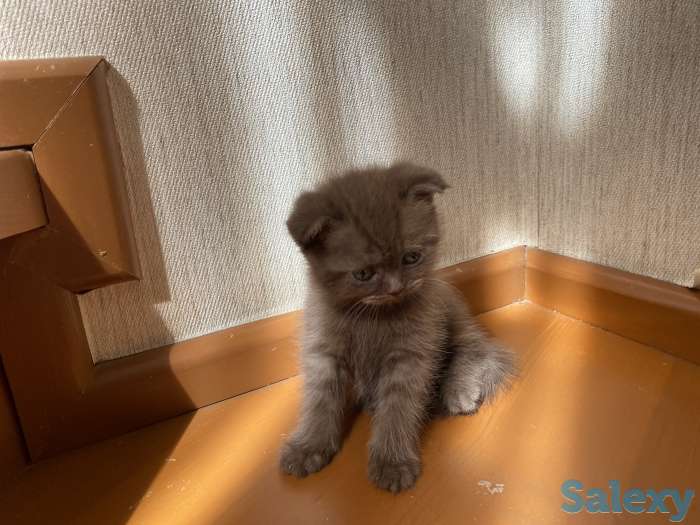 Котята вислоухие, фотография 9