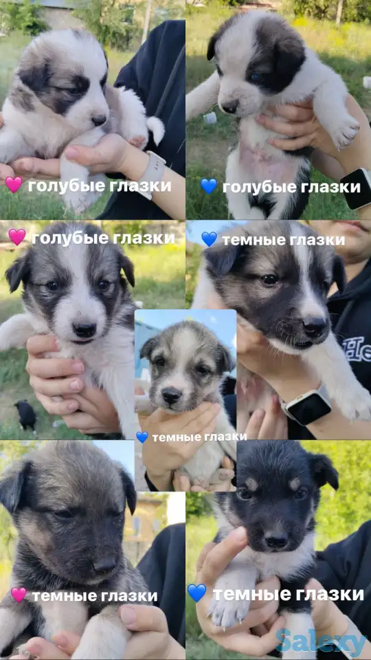 Дарю щенят Хаски, фотография 1