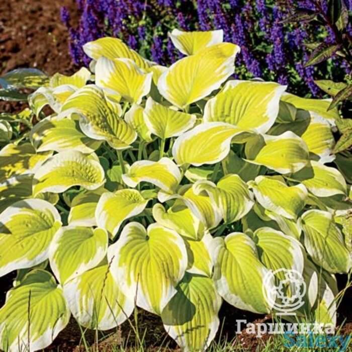 Хоста спринг монинг (m), фотография 1